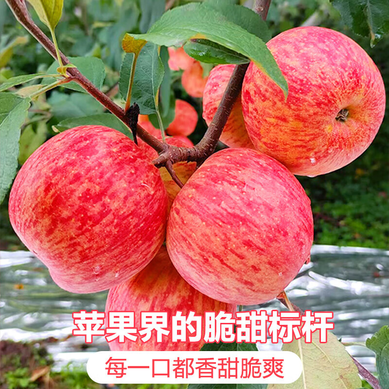 Jingdida Apple Fruit Luochuan Apple Red Fuji Fresh New Year Fruit Net Weight 8.5 Jin Single Fruit 85mm + Free Shipping from Source