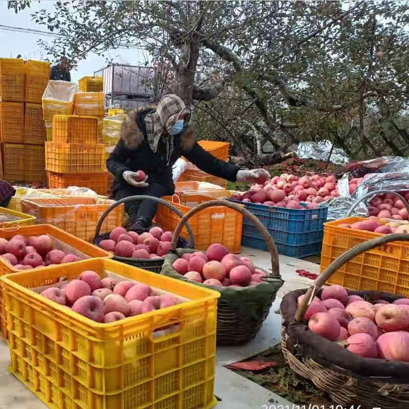 Jingmi Luochuan Red Fuji Apple 4.5kg, single fruit 235g+, seasonal fresh fruit, crispy and sweet, straight from the source