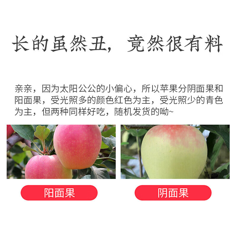 Jingyuan Shaanxi Red Fuji Apple, Crisp, Sweet and Ugly Apple, Seasonal Flat Fruit, Fresh Rock Candy Heart Apple, Fresh Fruit, Preferred 5kg Pack (Net Weight 4.5kg)