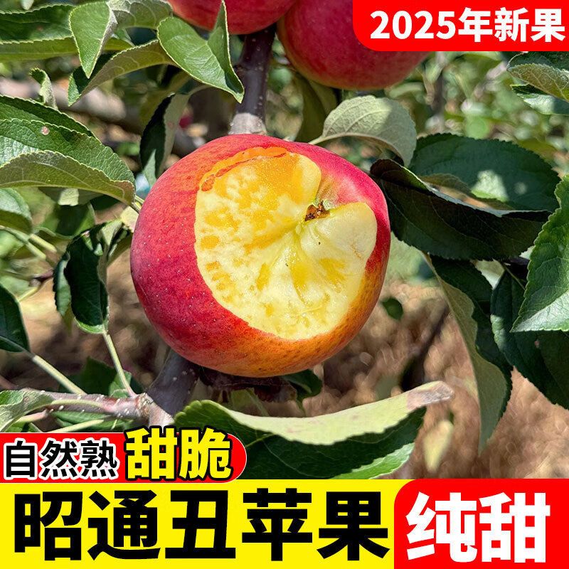 2025 Authentic Yunnan Zhaotong Rock Candy Apple Fresh Fruit Apple Seasonal Crisp Sweet Fruit Origin Straight Hair 9 Jin Pack Medium Fruit (70-80mm)