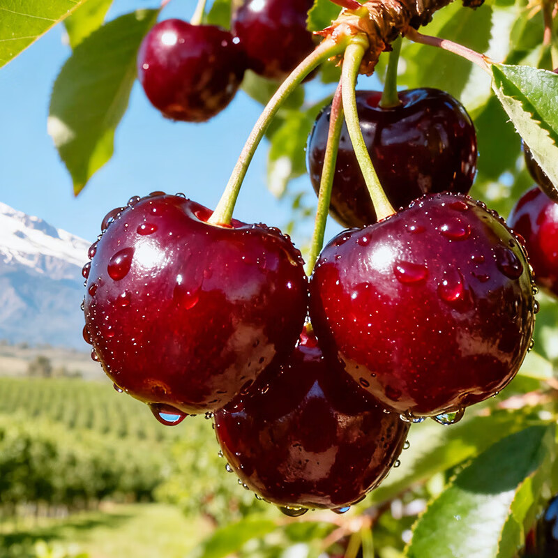 Jingxiansheng Chilean cherries 2J grade 5 catties gift box, fruit diameter about 28-30mm, fruit gift box, free caliper