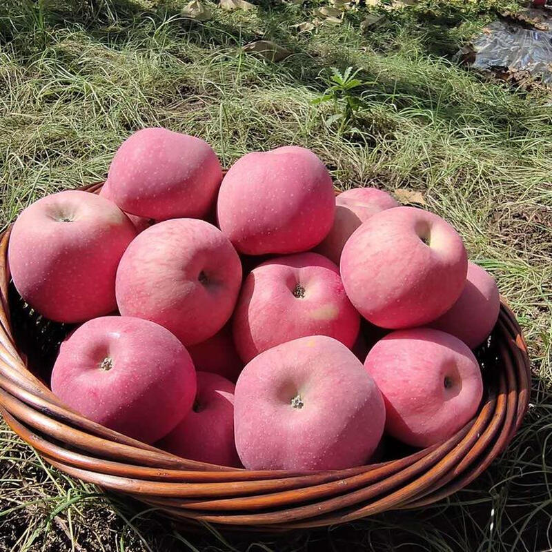 Fun to try Shaanxi Luochuan Red Fuji Apple 75-80mm+ 7.8+ Directly from the source at No. 1 Member Store