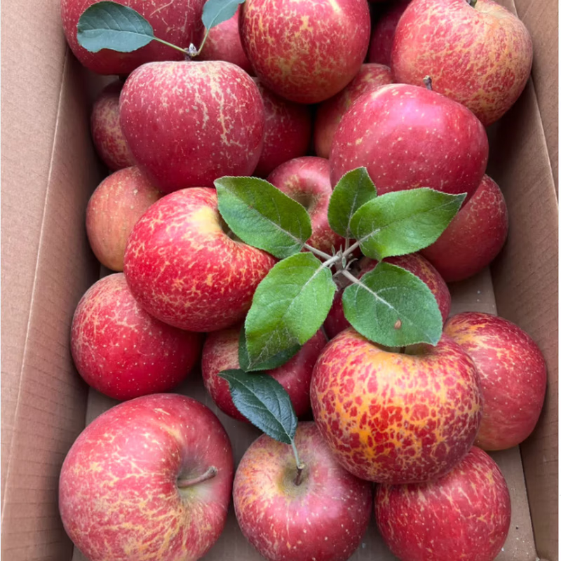 25-year-old Yunnan Zhaotong Ugly Apple Rock Candy Heart Authentic Gift Box Fresh Apple Fruit Seasonal Whole Box Flat Fruit Full Box 6 Jin Large Fruit Fruit Diameter 75-80 Net Weight 5 Jin