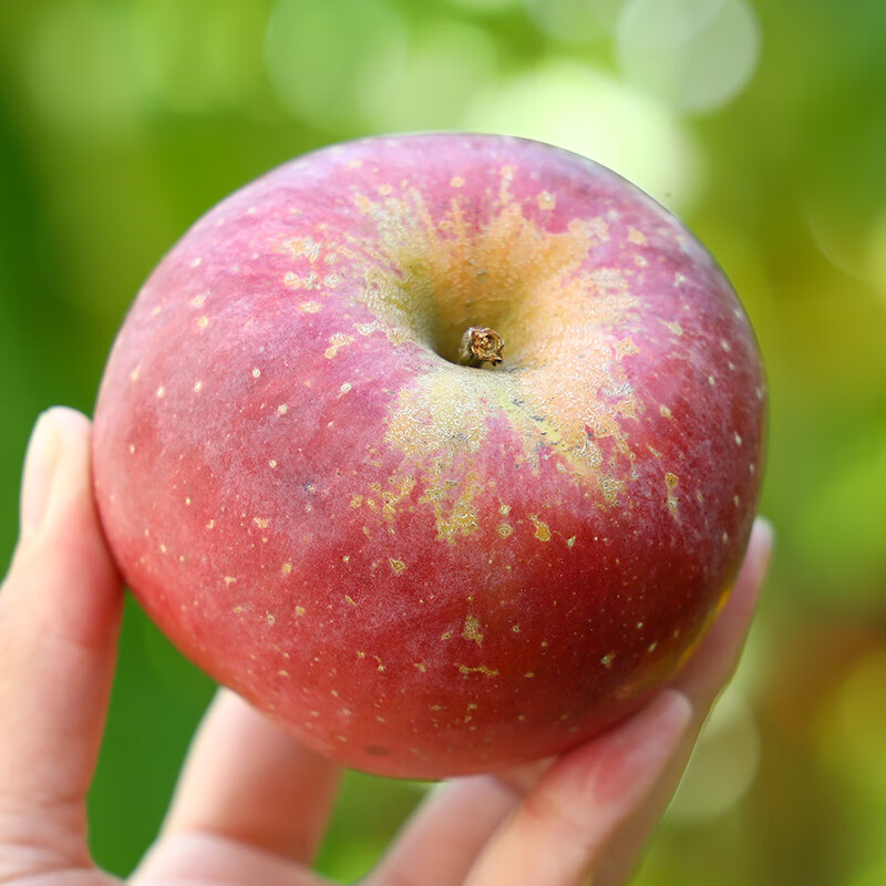 Jingxiansheng Shanxi Plateau Red Fuji Apple 8.5kg, single fruit 80-85mm, crispy and sweet mountain ugly apple, straight from the source