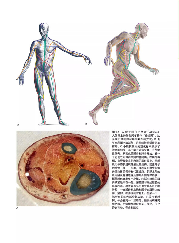 Anatomy Train (4th Edition) Myofascial Meridians for Manipulation and Exercise Therapy New 4th Edition Anatomy Reference Book Beijing Science and Technology Press