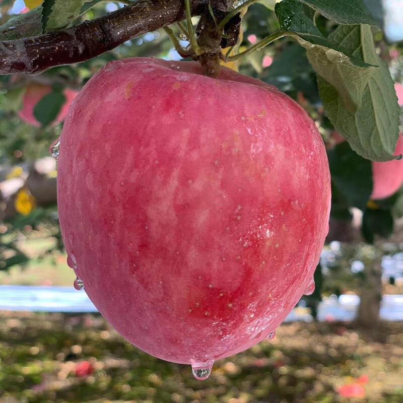 Fun to try Shaanxi Luochuan Red Fuji Apple 75-80mm+ 7.8+ Directly from the source at No. 1 Member Store