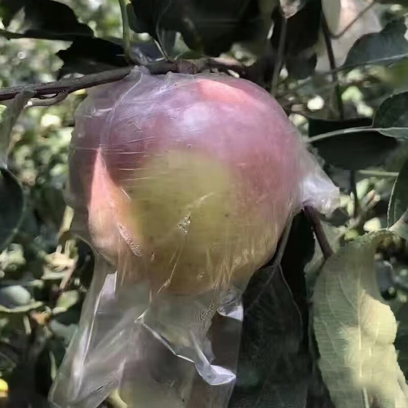 Jingxiansheng Lingbao Fuji Apple, net weight 4.5kg, single fruit 80mm+, fresh fruit, straight from the source