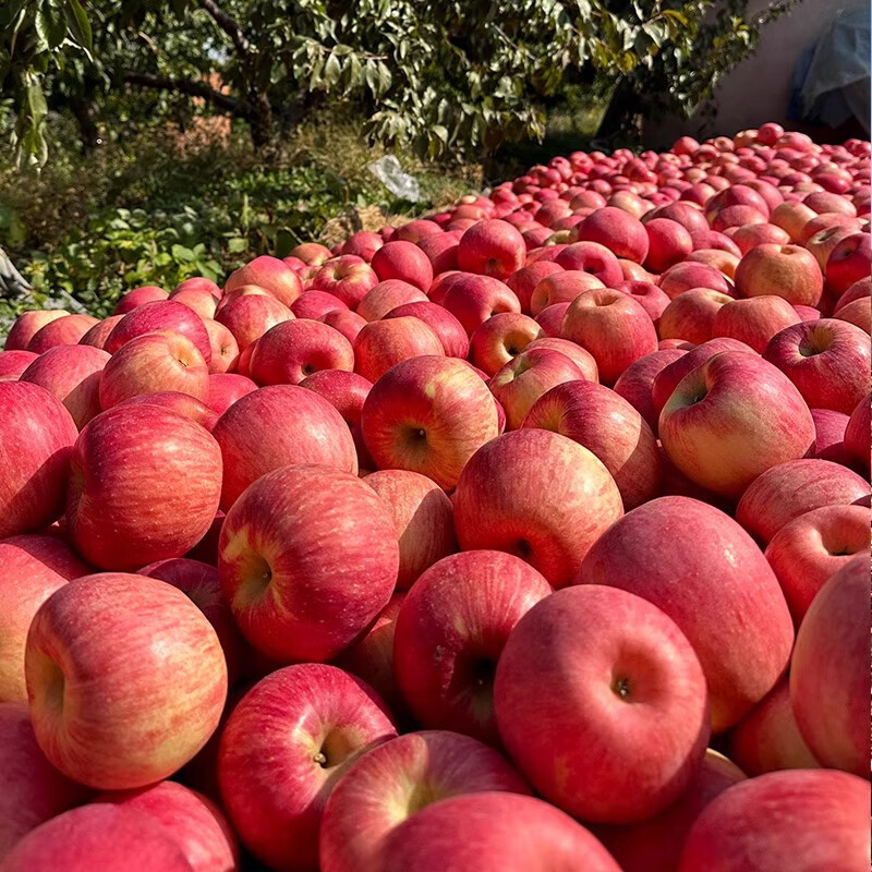 In stock, Northeastern fresh cold-rich apples, Dalian, Liaoning, straight-haired, sour, sweet and crisp fruits for pregnant women, free shipping, 5 pounds per box, 85-90mm