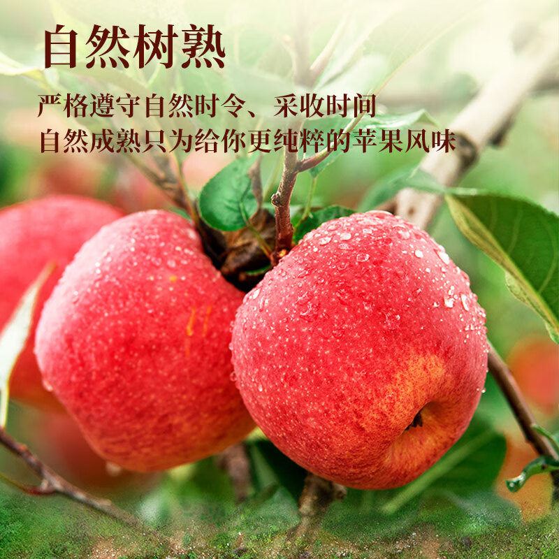 Jingxiansheng Yunnan Red Apples 8-piece gift box, single fruit 170g+, fresh fruits delivered directly from the source