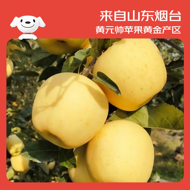 Jingxiansheng Shandong Yantai Huang Yuanshuai apples are sour and sweet. Net weight is 8.5 pounds. Single fruit is 75-80mm. Directly shipped from the source. Free shipping.