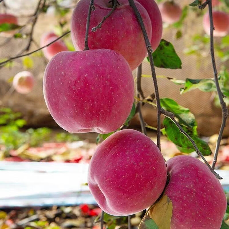 Fun to try Shaanxi Luochuan Red Fuji Apple 75-80mm+ 7.8+ Directly from the source at No. 1 Member Store