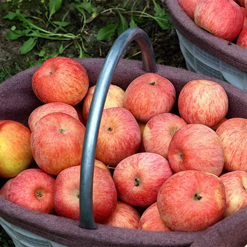 Jingxiansheng Xinjiang Aksu Apple 4.5 catties single fruit 75mm+ fresh fruit direct from the source with free shipping