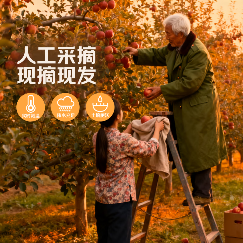 Red Fuji apple fruit fresh seasonal whole box 10 jins flat fruit rock candy heart ugly apple crispy sweet free shipping full box 10 jins 75-80mm