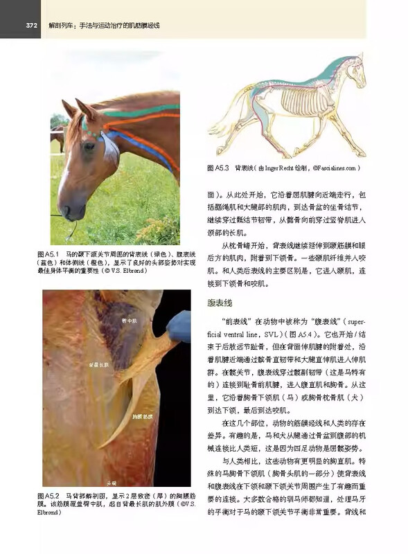 Anatomy Train (4th Edition) Myofascial Meridians for Manipulation and Exercise Therapy New 4th Edition Anatomy Reference Book Beijing Science and Technology Press