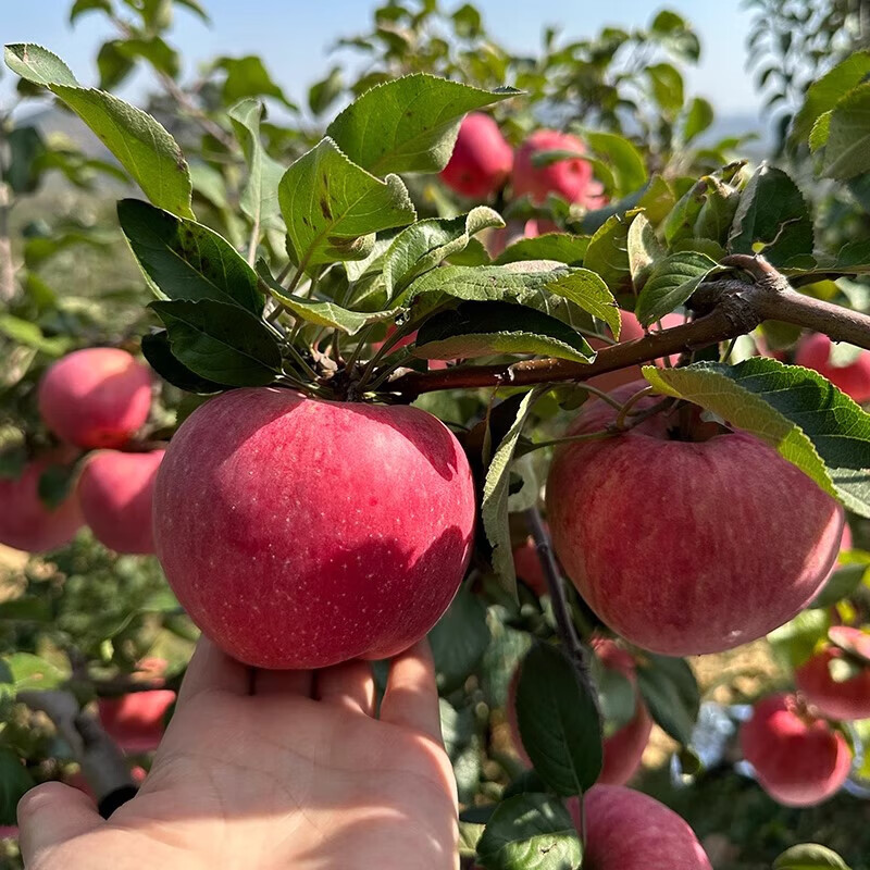 In stock, Northeastern fresh cold-rich apples, Dalian, Liaoning, straight-haired, sour, sweet and crisp fruits for pregnant women, free shipping, 5 pounds per box, 85-90mm