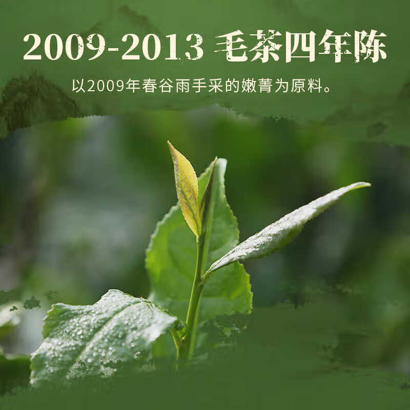 Little Senior Sister Reviews Tea 2009 Golden Flower Fu Brick Tea Hunan Anhua Dark Tea 50g