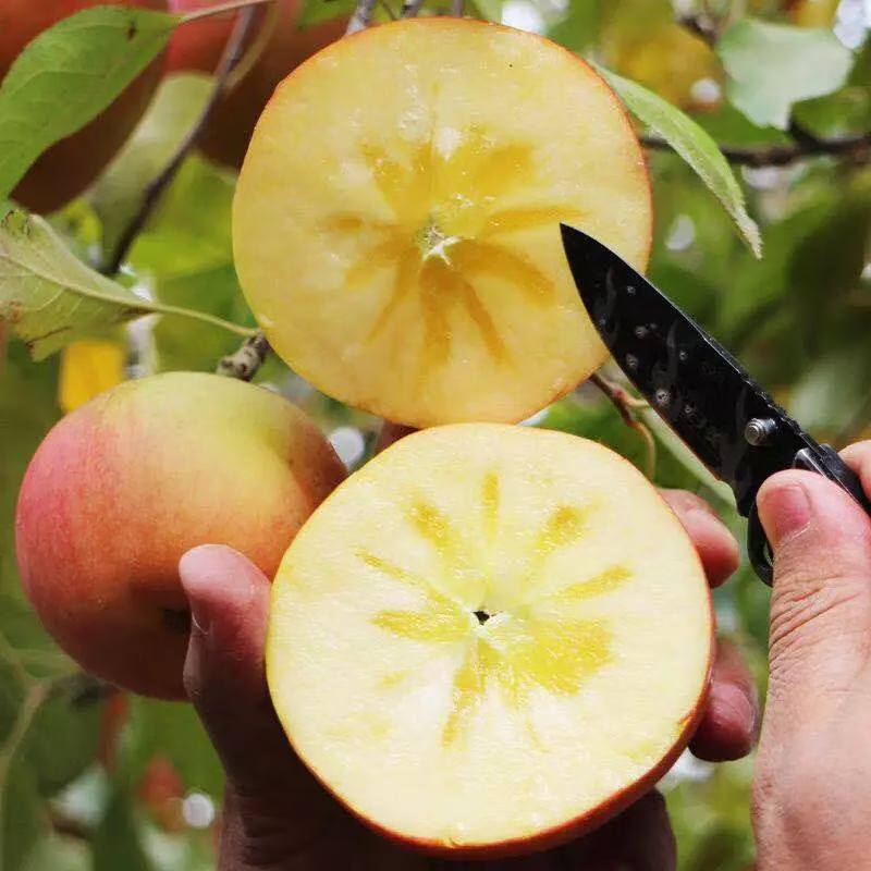 Xinjiang Rock Candy Heart Apple, Aksu Apple, Ugly Apple, Seasonal Group Purchase Fresh Fruit Gift Box, Huihui 9 Jin Family Style, 75-80mm, 22-26 First Grade Fruits, Color Box Unspecified, Randomly Delivered