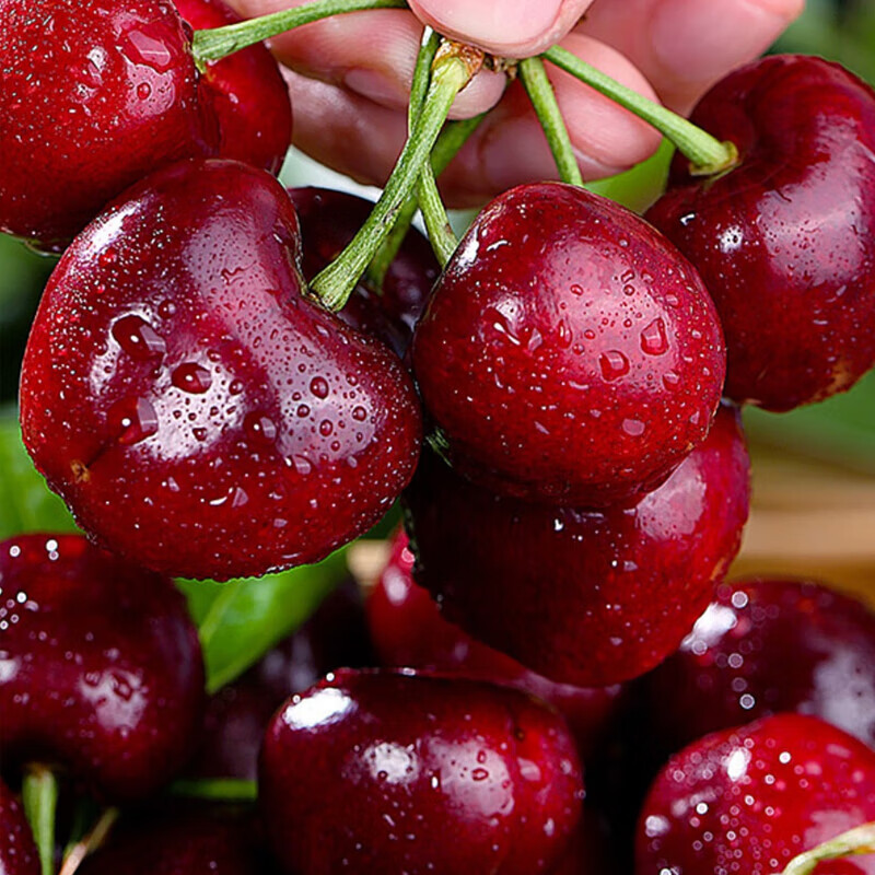 Ziyi imported cherries from Chile JD/SF Express next-day delivery to multiple places 3J4J optional cherry fruit gift box 4 catties (net weight) 5 catties in box gift box gift selection gold diamond gift level 4J Super Big Mac 32-34mm