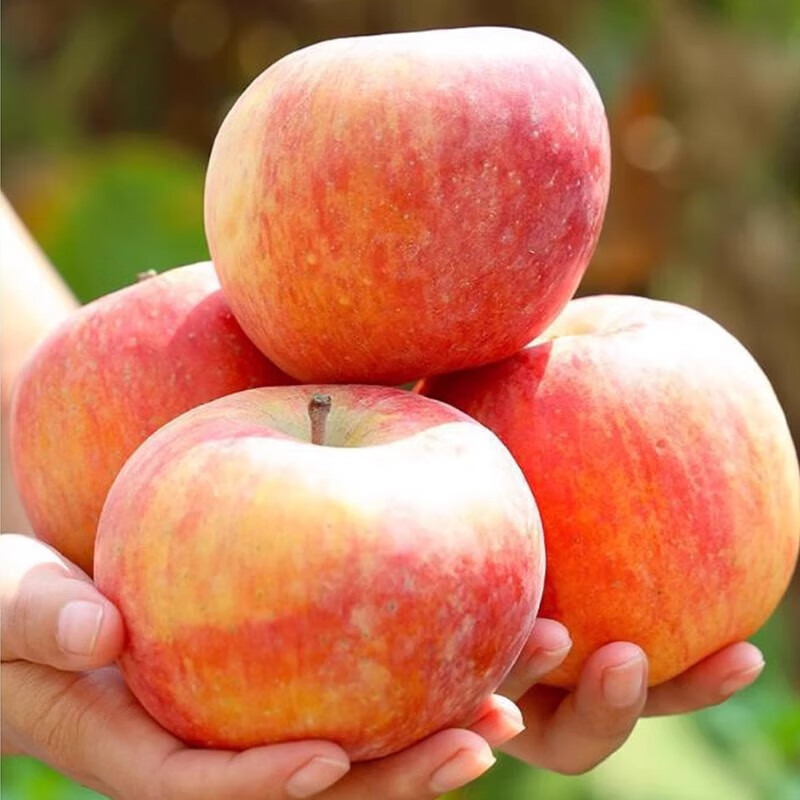 Rock candy heart apple fresh fruit red Fuji season whole box 5 pounds Shaanxi seasonal ugly apple flat fruit single fruit 70mm + 1 piece