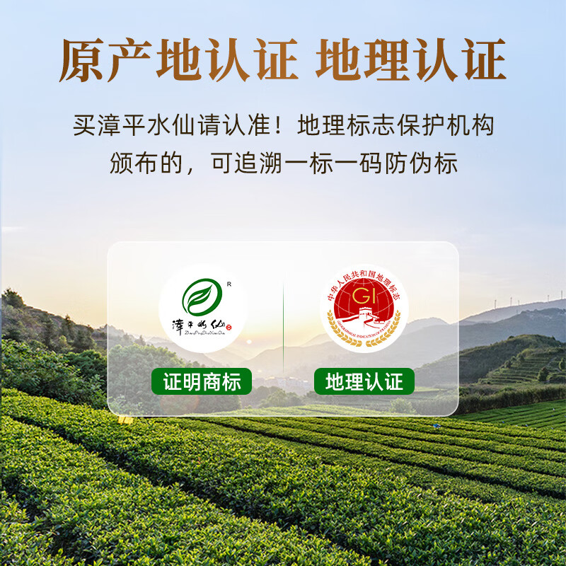 Qichun Tea Zhangping Narcissus Oolong Tea 2025 New Tea Orchid Fragrance Cold Brew Strong Fragrance Bag 250g for self-drinking