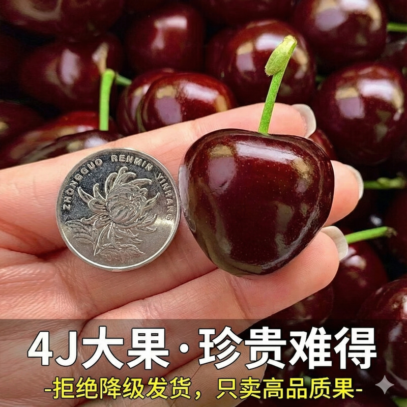 Uncle Sam Cherry JD-Flash Delivery Dalian Meizao Cherry Fruit Gift Box New Year Gift Box 3kg (net weight) Value-80% Choice Enjoyable Gift Box Cost-effective Choice 3J Extra Large Fruit 30-32mm