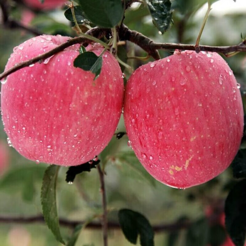 Longyuan Red SF Free Shipping Jingning Apple Gift Box Free Gansu Apple 12 Pieces 80 Fruit Gift Fruit Directly From Source