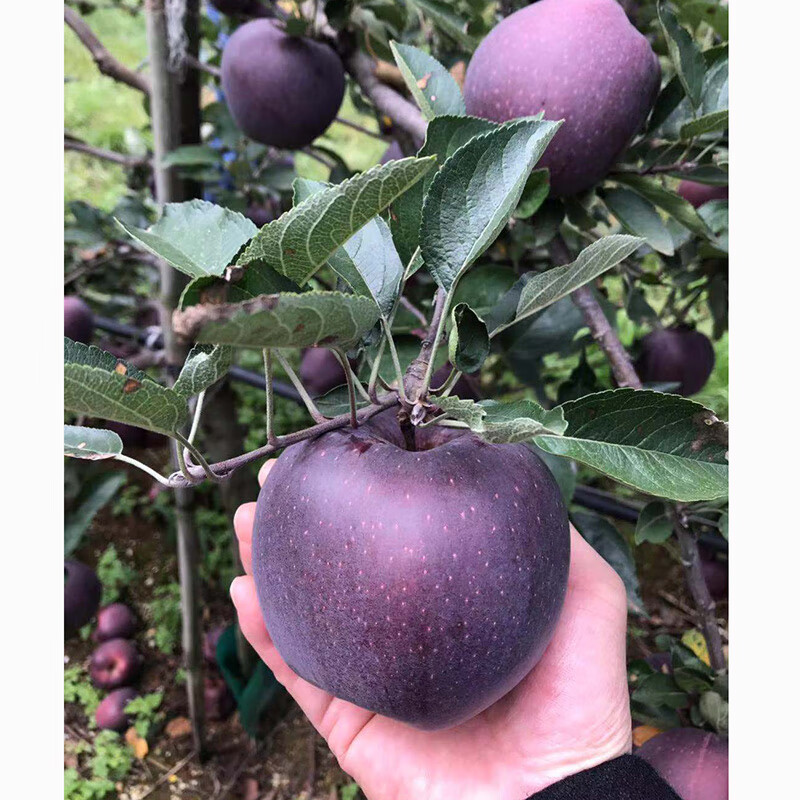 Kabunuo Yunnan Zhaotong Black Card Gala Apple Black Diamond Purple Romantic Christmas Apple Ping An Fruit Fresh Rare Fruit 4 Jin Large Fruit 80mm+