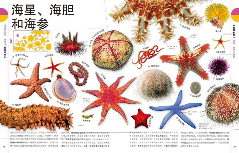 DK Children's Illustrated Encyclopedia of Natural Life Hardcover Genuine Popular Science Encyclopedia for Primary School Students 6-12 Years Old Animals, Plants and Microorganisms Introduction to Natural Observation