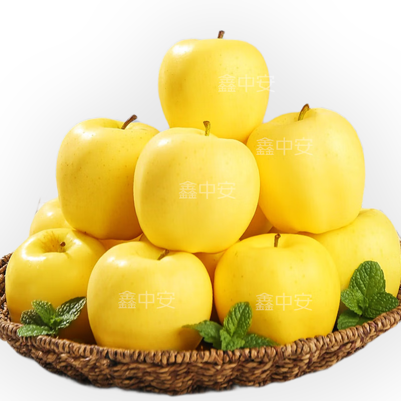 Jingmi Golden Venus Apple Fruit Fresh from Shandong, net weight 5 pounds, single fruit starting from 150g, straight from the source