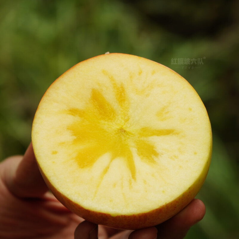 Team 6 of Hongqipo, Xinjiang Aksu Apple Rock Candy Hearts, Gift Box, Fresh Fruit, Picked Now, 8 Jin Family Pack (About 16 Fruits)
