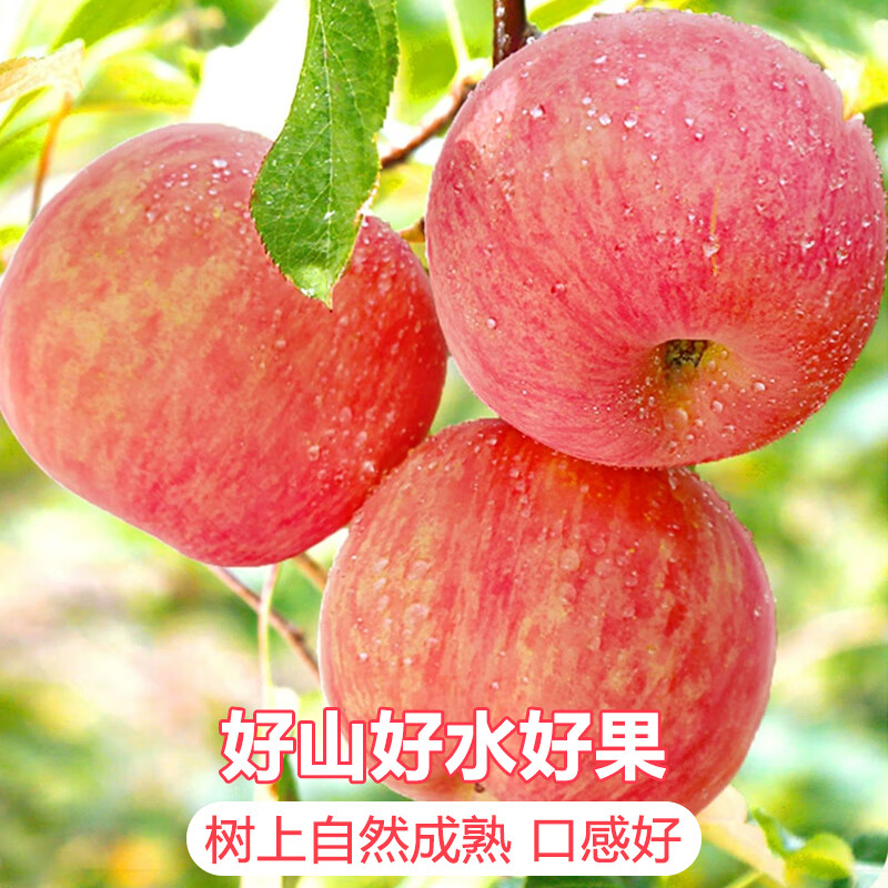 Jingdida Shaanxi Luochuan apples net weight 8.5 catties single fruit 175g + fresh red Fuji apples shipped directly from the source with free shipping