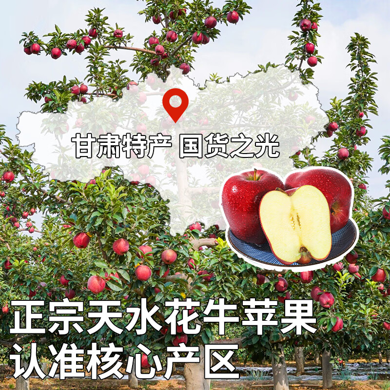 Jingdida Gansu Tianshui Huaniu apple, net weight 4.5 catties, single fruit 210g, pink apple noodles, apples shipped directly from the source, free shipping