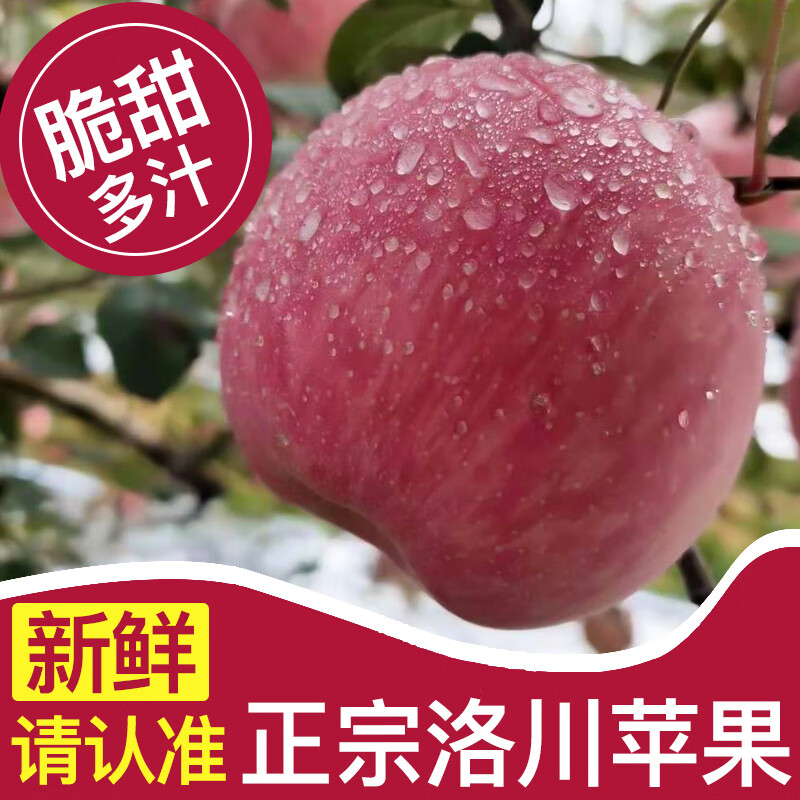 Baoxiansheng Authentic Shaanxi Luochuan Apple Red Fuji Crisp, Sweet and Juicy Seasonal Fresh Fruit for Pregnant Women Whole Box of Fresh Ugly Apples 80-85mm with box 10 catties (net weight 8.8 catties)
