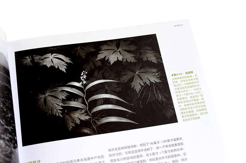 The art of photography The essence of photography, observation and creativity (produced by photographers)