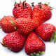 Strawberry seedlings shipped from original soil, blooming and big fruit, cream strawberry seedlings for four seasons, wholesale fruit plug seedlings for the current year, 12 red strawberries, shipped from original soil + fertilizer