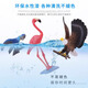 
Animal model solid simulation toy set cognitive birds, birds, eagle, parrot, peacock, flamingo ornaments, toucan S397/S679 (2 colors randomly sent 1)