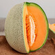 Shouhe Xinjiang Hami Melon Seeds Southern and Northern Early-maturing Super Sweet Xiangfei Reticulated Honeydew Melon Shouhe Xiangyang Hami Melon Seeds 30 capsules x 10 high sugar