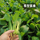 Fengming Yashi Miao vegetable seeds 10g four-season vegetable seeds balcony potted field planting farm seeds