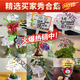 Xushansi Kindergarten Simulation Pot Brand Gardening Simulation Flower Pot Simulation Label Signage Succulent Care Brand DIY Handmade YHCD-04 10x16cm