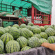 Shouhe crunchy type 8424 watermelon seeds, early mature, thin-skinned, summer and autumn seeds, 8424 watermelon seeds, 50g, about 900 pieces
