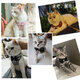 OIMG牵引绳伸缩猫咪背心式猫绳遛猫宠物兔胸背可调节猫项圈小型大型 三米黄色牵引绳长绳 L-大型建议20斤内猫咪