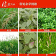 Xin'an Nongwang 757 Glyphosate Ammonium Salt 68% Herbicide Interline Herbicide Glyphosate Xin'an Nongwang 50g * 10 sacs