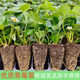 Strawberry seedlings shipped from original soil, blooming and big fruit, cream strawberry seedlings for four seasons, wholesale fruit plug seedlings for the current year, 12 red strawberries, shipped from original soil + fertilizer