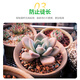 Modified Hualeduo succulent soil special granular soil 70% succulent nutrient soil paving stone seedlings into old piles general type 5Jin Jin equals 0.5 kg