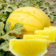 Dayu Te Xiaofeng watermelon seed seedlings are suitable for southern authentic old varieties with yellow skin, red flesh and yellow flesh, early maturing potted fruit seeds Ansheng Huangmeiren watermelon seeds 20 capsules