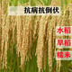 Upland rice seeds, rice seeds, fragrant rice seeds, pearl rice seeds, rice seeds can be saved, Hannuo (glutinous rice), Linhan No. 1 seed, Jin Jin is equal to 0.5 kilograms