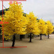 Hua e flow large simulated ginkgo tree simulated tree wedding restaurant hotel interior decoration golden wishing tree props tree fake tree (extended shape) 2 meters high and extended by 1.5 meters