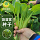 Fengming Yashi Miao vegetable seeds 10g four-season vegetable seeds balcony potted field planting farm seeds