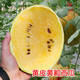 Dayu Te Xiaofeng watermelon seed seedlings are suitable for southern authentic old varieties with yellow skin, red flesh and yellow flesh, early maturing potted fruit seeds Ansheng Huangmeiren watermelon seeds 20 capsules
