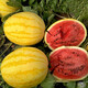 Dayu's yellow skin and red flesh watermelon seeds seedlings extra large watermelon yellow heart and yellow flesh extra sweet early maturing fruit seeds suitable for the south Jinlinglong watermelon seeds 100 capsules/bag (red flesh)